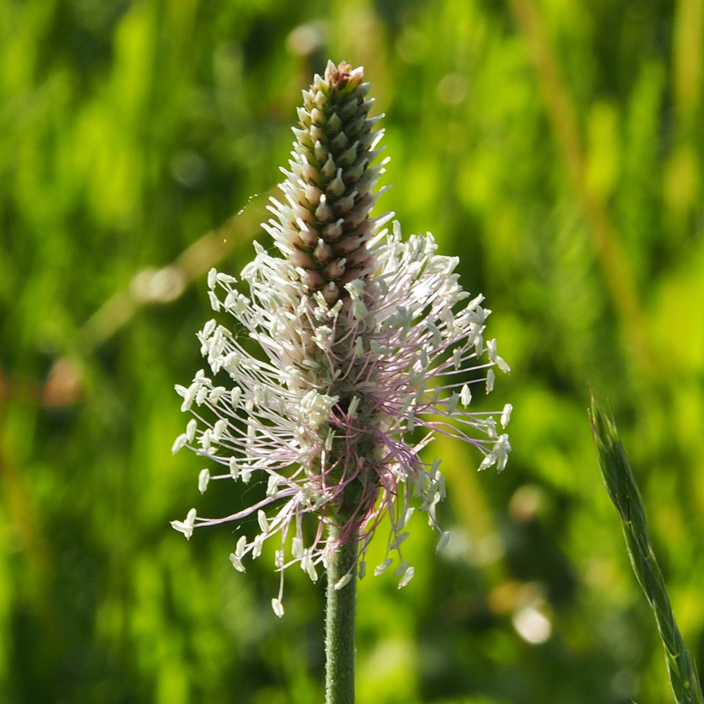 Heilkraut des Monats: Spitzwegerich
